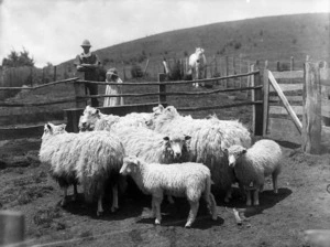 A flock of Border Leicester ewes and lambs in a sheep-fold