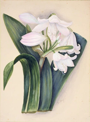 Hetley, Georgina Burne, 1832?-1898 :Crinum sumatrecate, Madeira [1850s?]