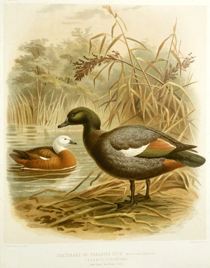 Keulemans, John Gerrard, 1842-1912 :Sheldrake or Paradise duck. [male and female]. Cascara variegata. (one half natural size). / J. G. Keulemans delt. & lith. [Plate XLIII.. 1888].