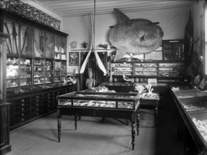 Displays at the Hawke's Bay Philosophical museum, Napier
