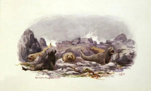 Worsley, Charles Nathaniel, 1862-1923 :Sea lions, Macquarie Island. [January 1902].