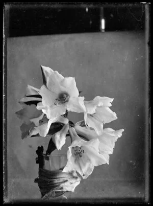 Still life photograph of Christmas lilies in a vase