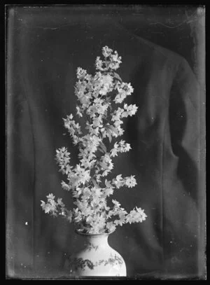 Still life photograph of a spray of white flowers in a vase