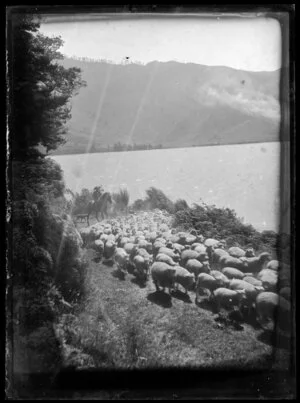 Man on horseback mustering flock of sheep beside water