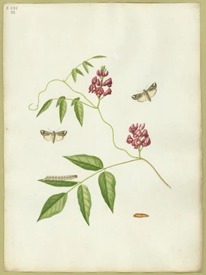 Abbot, John, 1751-1840 :White tip'd moth. [ca 1820]