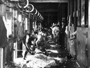 Sheep shearing