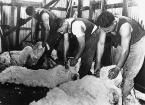 Maori men shearing sheep