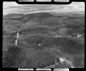 Pine forest with access roads through hill country, Rotorua District, Bay of Plenty Region