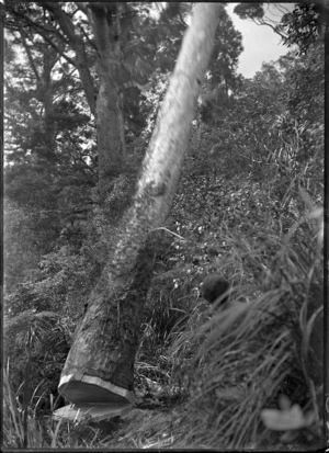 Felling of a kauri tree