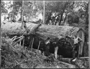 Timber workers sawing a kauri log