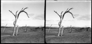 Dead trees, Catlins district