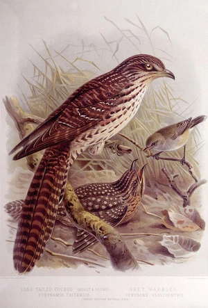 Keulemans, John Gerrard 1842-1912 :Long-tailed cuckoo (adult and young). Eudynamis taitensis. Grey warbler. Gerygone flaviventris (Three-fourths natural size). / J. G. Keulemans delt. & lith. [Plate XIV, 1888].