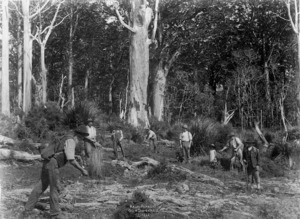 Gum diggers working in a kauri forest in Northland