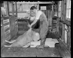 Sheep handler in action