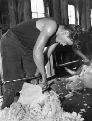 K Kotua shearing a sheep at Adams' Langley Dale farm