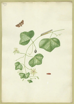 Abbot, John, 1751-1840 :Briar moth. [ca 1820]