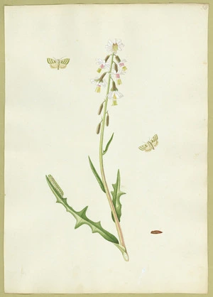 Abbot, John, 1751-1840 :Bud worm moth likeness. [ca 1820]