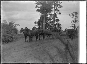 Four-horse coach on the way to Karekare, at Waiatarua.