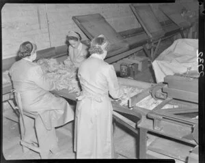 Women sorting tobacco leaves