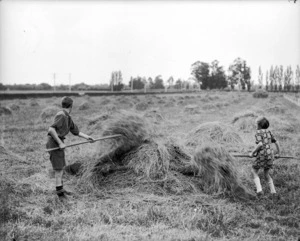 Harvesting hay