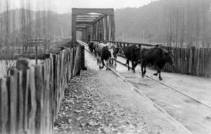 Cattle crossing the road and rail bridge at Taumarunui