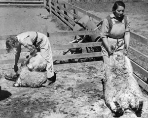 Two women crutching sheep