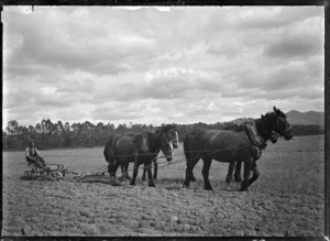 Ploughing, with a team of draught horses, on the Mendip Hills property, Hurunui District.