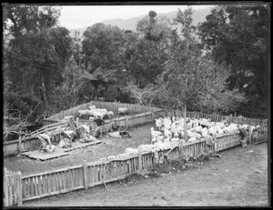 Sheep shearing, Northland