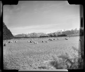 Sheep grazing in paddock near Methven and Rakaia, Canterbury Region