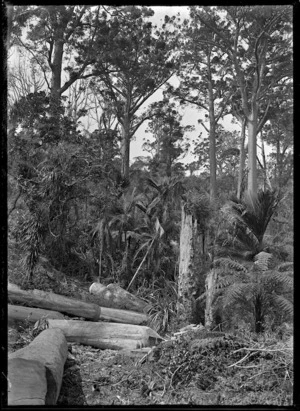 A stand of native forest with kauri trees, nikau palms, and tree ferns, and felled kauri logs in the foreground, near Piha.