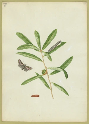 Abbot, John, 1751-1840 :Black spotted peach blossom moth. [ca 1816-1818]