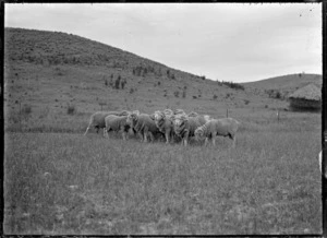 Prize merino rams at Mendip Hills sheep farm, Hurunui District.