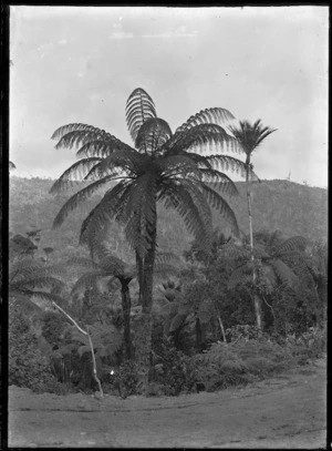 Tree fern and nikau palms on the Karekare Road.