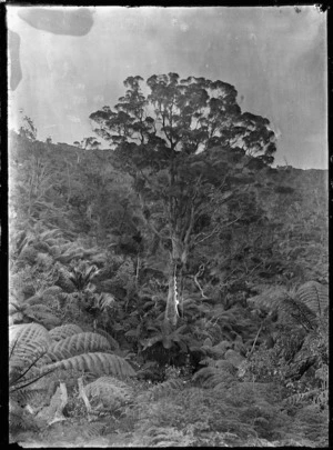 A kauri tree surrounded by native bush, near Piha.