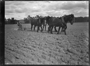 Ploughing, with a team of draught horses, on the Mendip Hills property, Hurunui District.