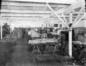 Wool being sorted for baling