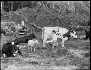 Mabel Smith milking a cow, Taranaki