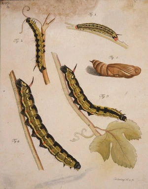 Schellenberg, Johann Rudolph, 1740-1806: Sphinx Koechlini [Hyles livornica (Striped hawk-moth)]