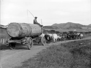 Kauri log and timber worker being transported by bullock team, Northland Region
