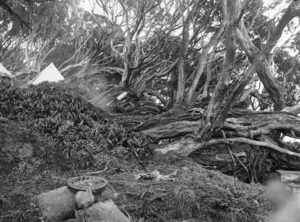Prostrate growing rata trees, Carnley Harbour, Auckland Islands - Photograph taken by Samuel Page