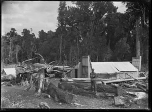 A timber camp, near Horopito, showing a man standing in front of a bush whare.