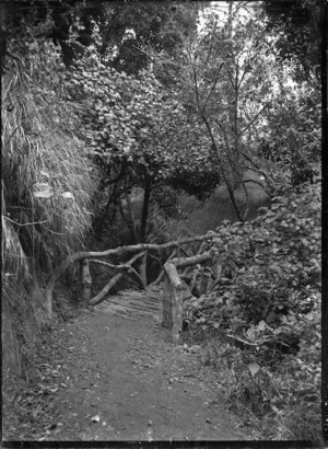 A rustic bush bridge in the Auckland Domain, 1910.