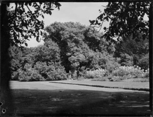 Chestnut tree and man running, Brooklands Park