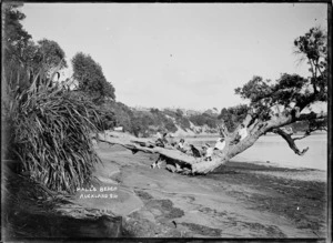 Children on a tree at Hall's Beach, Northcote, Auckland