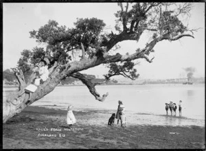 Children playing on tree at Hall's Beach, Northcote, Auckland