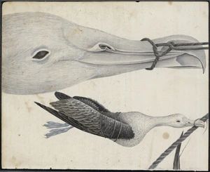 Sketch of two albatross' bound by beak and feathers