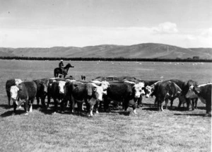 Farmer with Hereford cattle at "The Washpool"