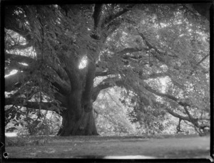 Chestnut tree, Brooklands Park