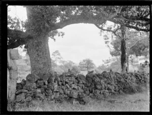 Oak trees and stone wall, Paihia