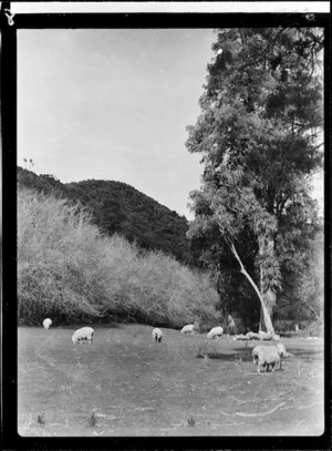 Sheep grazing, Wanganui